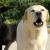 “Why Doesn’t My Labrador Bark?” - Tips on What to Do - Love Lab World