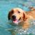 Reasons Why Labradors Love Water So Much - Love Lab World