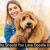Why You Should Love Doodle Dogs? | DogExpress