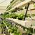 Why hydroponic farms are trending