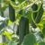 How To Grow Cucumbers- An Effective Guide