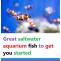 Information for Aquarium and Saltwater Fish Keepers