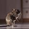 Rat pest control brisbane