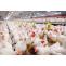 BS Poultry Sciences is a New Domain of Study that Pays Really Well