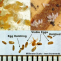 Bed Bug Eggs: What Do Bed Bug Eggs Look Like?