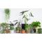Buy New Year Plants Online | Online Plants for New Year 2022 - MyFlowerTree