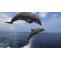 Dolphin animal, characteristics of dolphins mammals