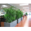 Meet Your Melbourne Indoor Plants Requirement at One Stop Shop