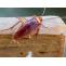 Termite Removal Company in Brooklyn NY