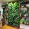 How to Maintain your Indoor Vertical Garden?