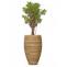 Indoor Plant Supplier in Dubai, UAE | Sonya Flowers &amp; Plants