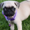 Waaba Pugs Review - Waabapugs Dogs & Puppies for Sale Reviews