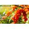 Health Benefits of Sea Buckthorn