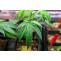 420 Clones and Seeds