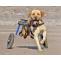 How Works And Use A Dog Wheelchair