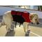 Why Do Dogs Need Lift Harnesses?