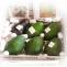 Buy Fresh Organic California Avocados Fruit Online | Avocado Monthly