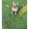 Available cheap French Bulldog Puppies for Sale at best price - Kate Frenchies