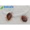 Treatment Options for Bed Bugs in Singapore