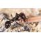 Mastering Ant Control in Dubai: Tips and Strategies &#8211; Expert Pest Control Dubai