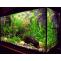 10 Best Freshwater Aquarium Fish For Your Home