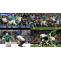 Autumn Internationals 2024 Tickets: Clash of Styles, Ireland’s Tactical Precision vs Fiji’s Explosive Flair