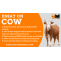 Essay on Cow: 1500+ Words Essay for Students - TutorialsMate