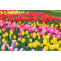 Beautiful Tulips, The Tulip Garden And The Kashmir Tulip Festival