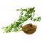 bacopa monnieri, bacopa monnieri extract, bacopa brahmi, brahmi bacopa monnieri, food industry, health and wellness, herbal ingredients