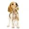 Best Dog Breeds For Home - LaPet India