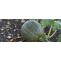 How To Plant And Grow Green Pumpkins- An Ultimate Guide : Gardening Mantras