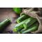 Zucchini :- Nutrition Facts | Planting | Care | Harvest - Biocarve Seeds