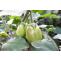 Growth Stages of Brinjal(Eggplant) Plant