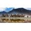 Camel Safari in Ladakh Trip with NatureWings