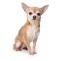 Golden Retriever price trends rising—visit top pet shop in Lucknow for best deals!