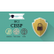 Cyber Security CISSP Certification , Online Training Course and Exam