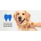 Clean Those Teeth, Its Pet Dental Health Month - CanadaVetCare Blog