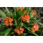 How To Grow And Care For Clivia Plant- A Step-by-step Guide