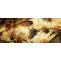 Comprehensive Guide to Cockroach Pest Control in Gold Coast &amp; Brisbane – Telegraph