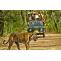 Top Places to Visit for the Best Wildlife Experience in India