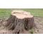 Best Tree Stump Removal Cambridgeshire - Stump Removal Cambridgeshire