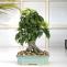 Buy Pots with Plants Online: Upto 55% OFF on Plants &amp; Planters | WoodenStreet