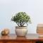 Decor your walls of your home with wall planters