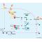 Pyroptosis-related Genes or Proteins Detection - Creative Bioarray