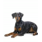 Best Dog Breeds For Home - LaPet India