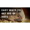 Easy Ways to Get Rid Of Rats - Article Cluster