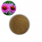 Echinacea Extract Powder Supplier
