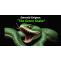 Unveiling The Emerald Enigma - The Green Snake