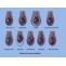 Epididymitis Natural Treatment - Herbs Solutions By Nature