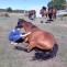 Opening New Horizons with Equine Therapy in Melbourne